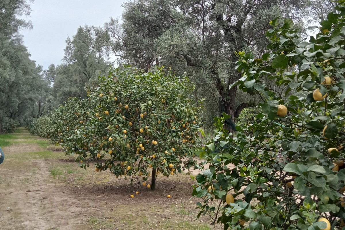 Consociazione tra olivi e piante di limone